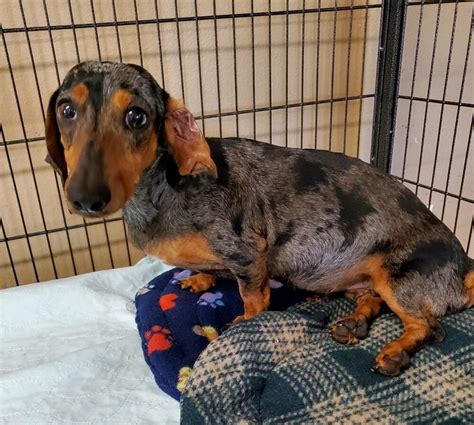 Dachshund rescue of houston. Things To Know About Dachshund rescue of houston. 